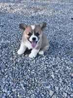 Winnie, a female Pembroke Welsh Corgi for sale in Hopkinsville, KY – 2 of 6