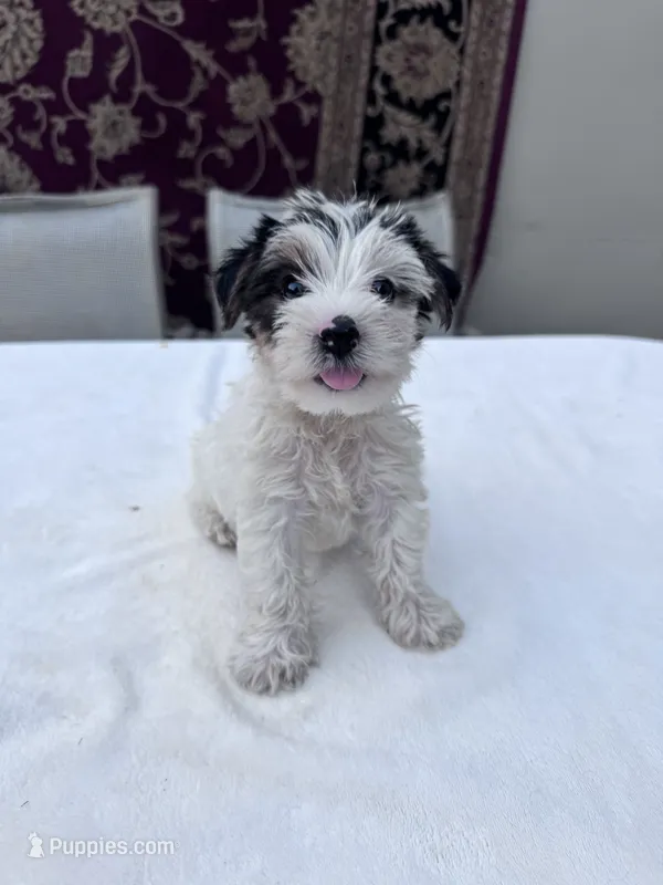 Casper – Yorkshire Terrier puppy for sale in Hopkinsville, KY
