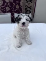 Casper, a male Yorkshire Terrier for sale in Hopkinsville, KY – 1 of 5