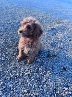 Biscuit, a male Poodle - Miniature  for sale in Hopkinsville, KY – Photo 2 of 4