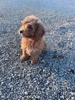 Biscuit, a male Poodle - Miniature  for sale in Hopkinsville, KY – Photo 3 of 4