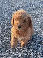 Biscuit, a male Poodle - Miniature  for sale in Hopkinsville, KY – Photo 4 of 4