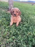 Mickey, a male Cavapoo for sale in Hopkinsville, KY – 7 of 8