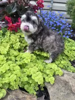 Raffy, a male Havanese for sale in Hopkinsville, KY – 3 of 6
