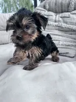 Ziggy, a male Yorkshire Terrier for sale in Hopkinsville, KY – 5 of 8