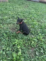 Xena, a female Doberman Pinscher for sale in Hopkinsville, KY – 3 of 7