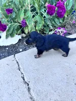 Minnie, a female Miniature Dachshund for sale in Hopkinsville, KY – 2 of 4
