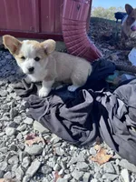 Dolly , a female Pembroke Welsh Corgi for sale in Hopkinsville, KY – 5 of 5