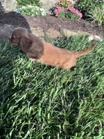Copper, a male Cavalier King Charles Spaniel for sale in Hopkinsville, KY – 5 of 7
