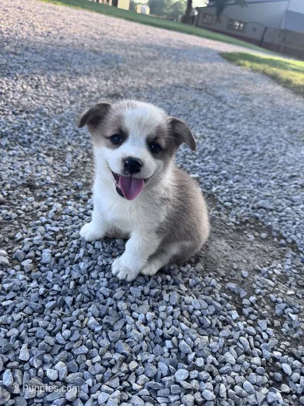 Winston – Pembroke Welsh Corgi puppy for sale in Hopkinsville, KY