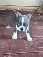 Misty, a female Boston Terrier for sale in Hopkinsville, KY – 2 of 6