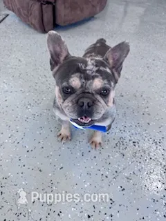 Boots  – French Bulldog puppy for sale in Hopkinsville, KY