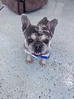 Boots , a male French Bulldog for sale in Hopkinsville, KY – 1 of 5