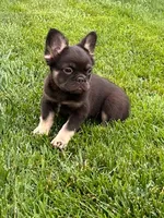 Dolly, a female French Bulldog for sale in Hopkinsville, KY – 1 of 8