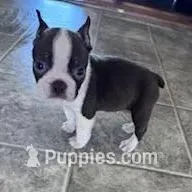 Brownie, a male Boston Terrier for sale in Hopkinsville, KY – Photo 4 of 4