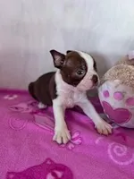 Brownie, a male Boston Terrier for sale in Hopkinsville, KY – Photo 2 of 4