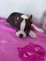 Brownie, a male Boston Terrier for sale in Hopkinsville, KY – Photo 3 of 4