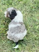 Max, a male Cavapoo for sale in Hopkinsville, KY – Photo 5 of 5