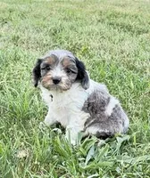 Max, a male Cavapoo for sale in Hopkinsville, KY – Photo 2 of 5