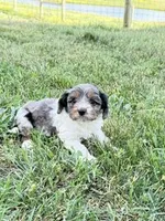 Max, a male Cavapoo for sale in Hopkinsville, KY – Photo 4 of 5
