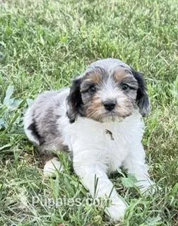 Max – Cavapoo puppy for sale in Hopkinsville, KY