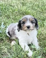 Max, a male Cavapoo for sale in Hopkinsville, KY – Photo 1 of 5