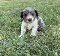 Max, a male Cavapoo for sale in Hopkinsville, KY – Photo 3 of 5