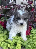 Precious, a female Yorkipoo for sale in Hopkinsville, KY – 2 of 5