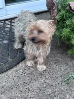 Sophie, a female Yorkshire Terrier for sale in Hopkinsville, KY – 3 of 4