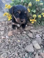 Snoopy , a male Yorkshire Terrier for sale in Hopkinsville, KY – 1 of 4