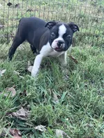 Pablo, a male Boston Terrier for sale in Hopkinsville, KY – 6 of 6