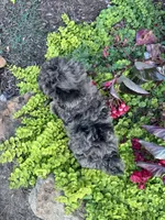 Snuggles, a male Yorkipoo for sale in Hopkinsville, KY – 4 of 7