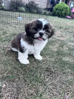 Scooter , a male Shih Tzu for sale in Hopkinsville, KY – 3 of 5