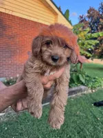 Buddy, a male Cavapoo and Bichpoo for sale in Hopkinsville, KY – 3 of 4