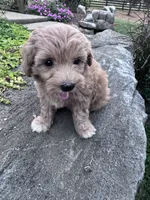 Sofia, a female Havapoo for sale in Hopkinsville, KY – 3 of 6