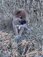 Kai, a female Shiba Inu for sale in Hopkinsville, KY – 5 of 5