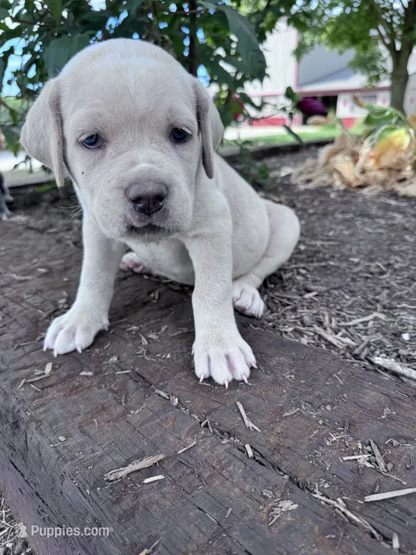 Shadow – Cane Corso puppy for sale in Hopkinsville, KY