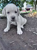Shadow, a female Cane Corso for sale in Hopkinsville, KY – 1 of 6