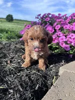 Teddy, a male Cavapoo for sale in Hopkinsville, KY – 3 of 4