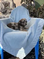 Lolli, a female Chihuahua for sale in Hopkinsville, KY – 4 of 5