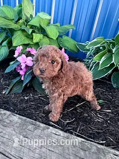 Bitsy – Poodle - Miniature  puppy for sale in Hopkinsville, KY