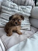 Daisy Mae, a female Yorkshire Terrier for sale in Hopkinsville, KY – 2 of 5