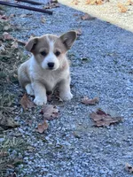 Molly, a female Pembroke Welsh Corgi for sale in Hopkinsville, KY – 2 of 6