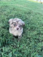 Teddy, a male Chihuahua for sale in Hopkinsville, KY – 2 of 7