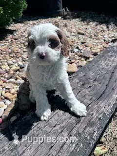Scout – Cavapoo puppy for sale in Hopkinsville, KY