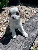 Scout, a male Cavapoo for sale in Hopkinsville, KY – 1 of 5