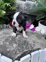 Winston, a male Boston Terrier for sale in Hopkinsville, KY – 4 of 4
