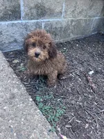 Snuffy, a male Yorkipoo for sale in Hopkinsville, KY – 4 of 5