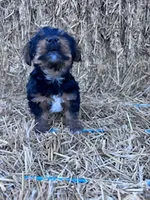 Yogi, a male Yorkshire Terrier for sale in Hopkinsville, KY – 3 of 7