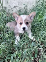 Sunny, a male Pembroke Welsh Corgi for sale in Hopkinsville, KY – 4 of 7
